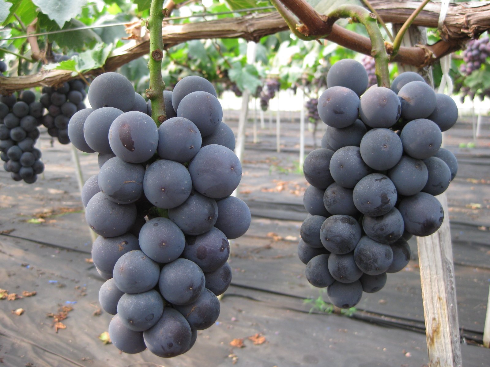 Japanese Kyoho Seedless Grape (500-600g approx) - Image 3