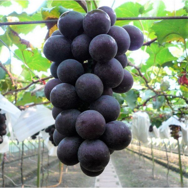 Japanese Nagano Purple Seedless Grapes - Image 5